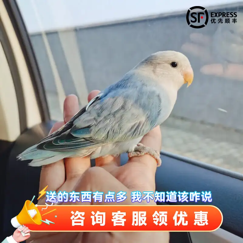 养虎皮鹦鹉需要注意什么(养虎皮鹦鹉需要注意什么细节)