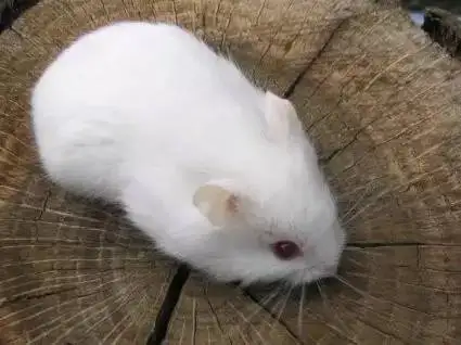 白仓鼠的寿命有多长(白仓鼠的寿命有多长啊)