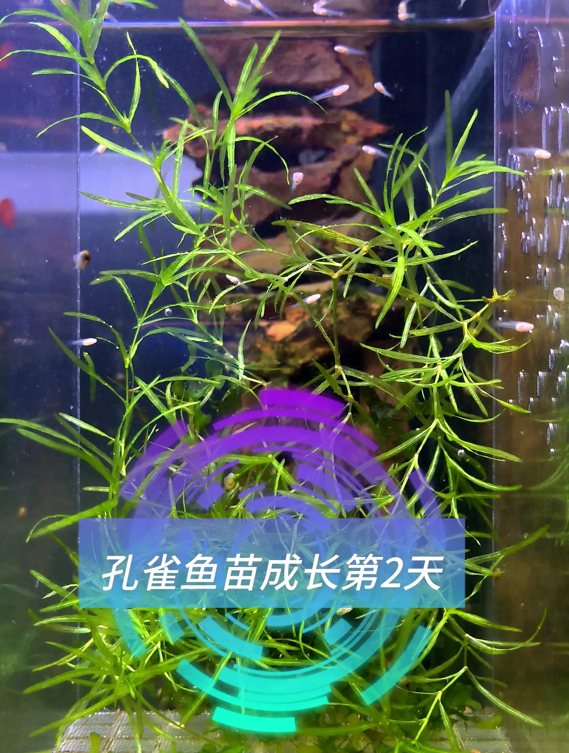 孔雀鱼刚生的小鱼苗怎么养(孔雀鱼刚生的小鱼多长时间能长大)