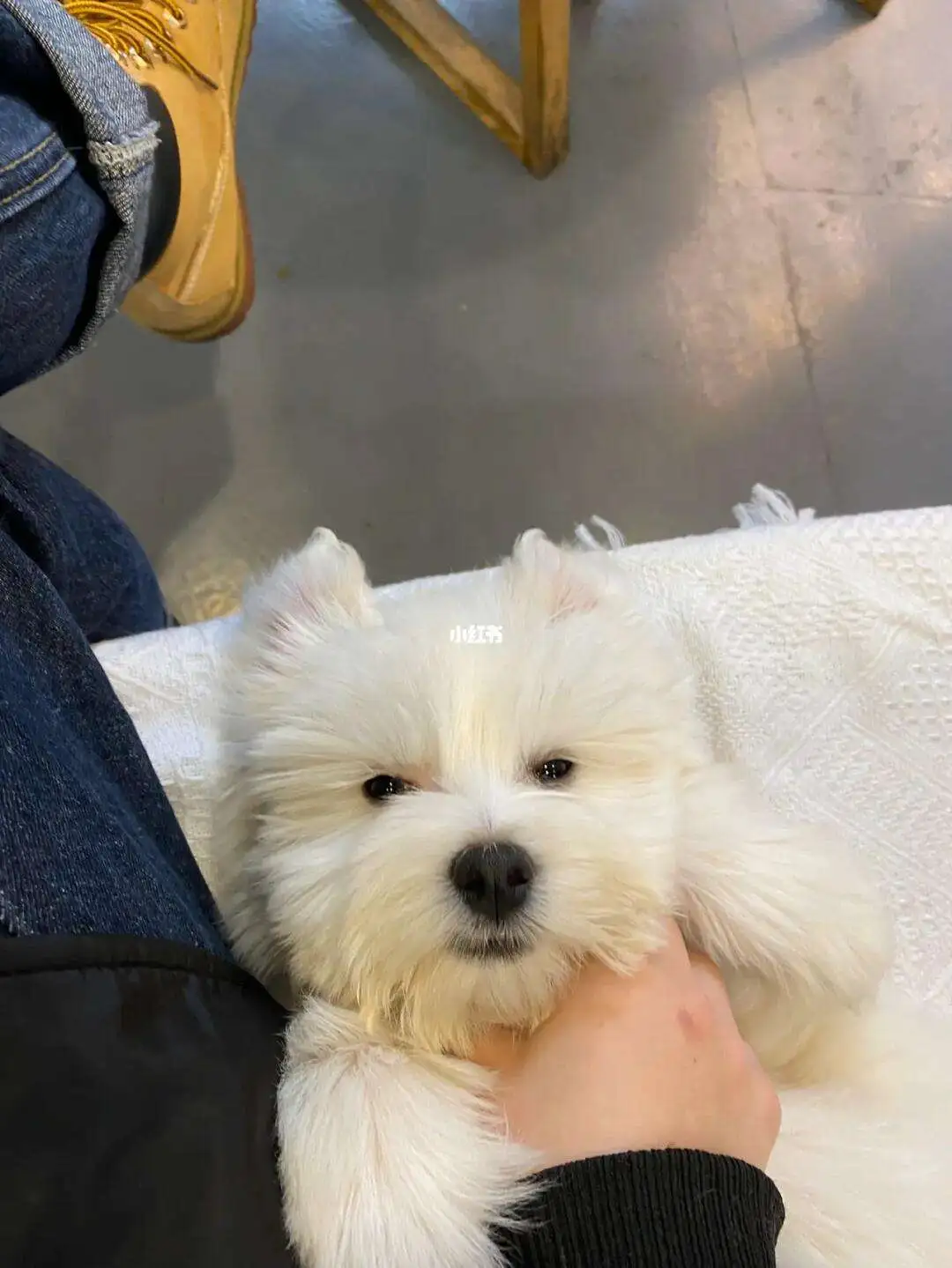 约克夏串串狗多少钱一只(约克夏串串狗多少钱一只幼犬)