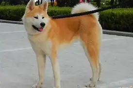 哪里有卖秋田犬犬(哪里有卖秋田犬犬粮的)