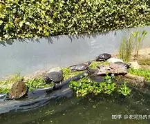 巴西龟多大发情(巴西龟多大开始繁殖)