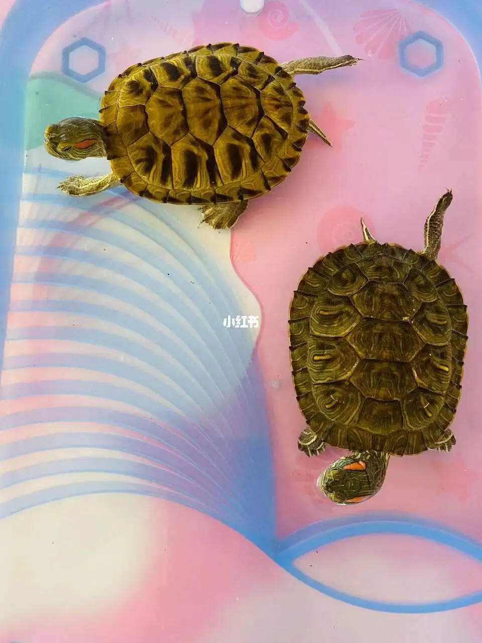 巴西龟分几种(巴西龟分为几种)
