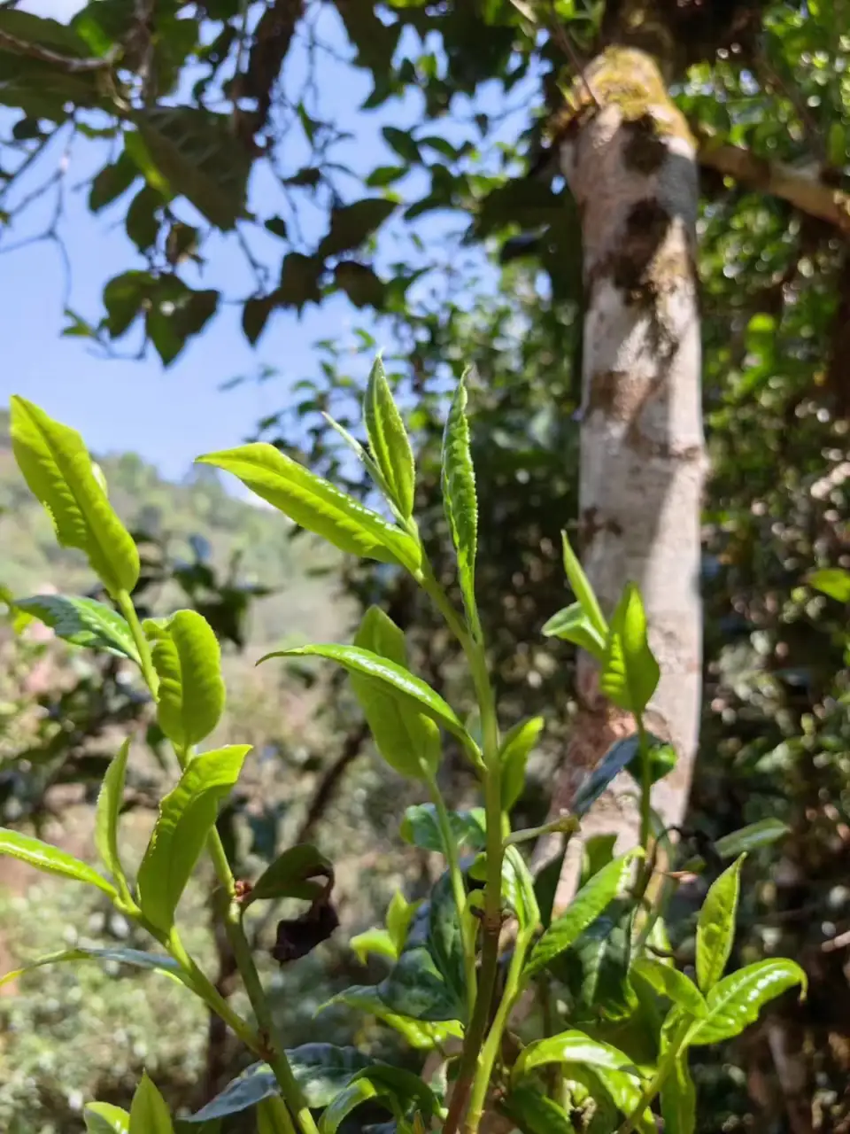 普洱茶树能活多少年(普洱茶树能活多少年啊)