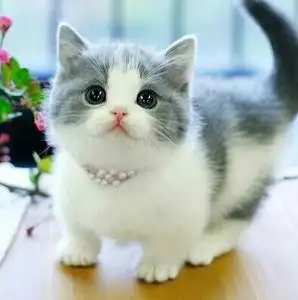 英短折耳猫多少钱(英短折耳猫一般多少钱)