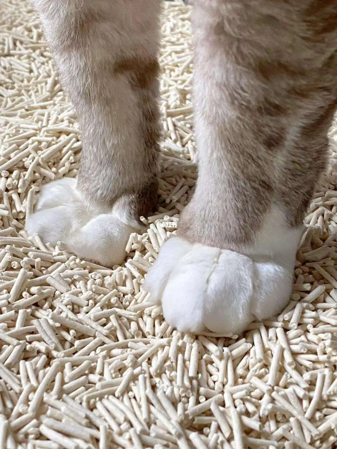 猫味道重吗(猫咪味道重吗)