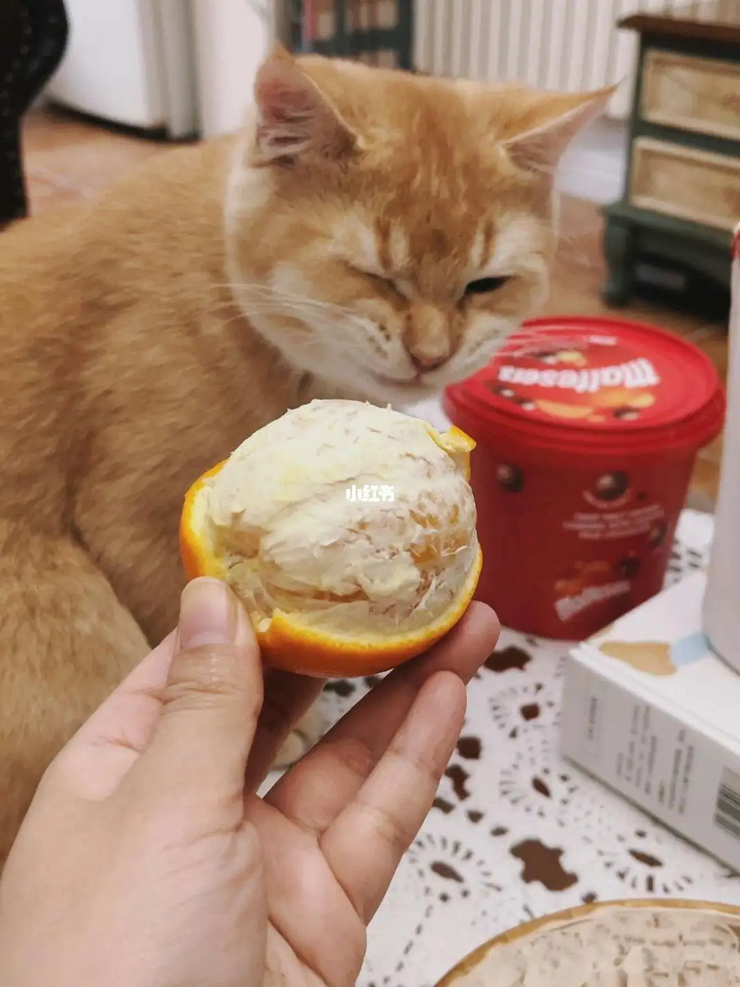 猫咪闻到主人身上有别的猫味道会怎么样(猫咪闻到主人身上有别的猫味道会怎么样呢)