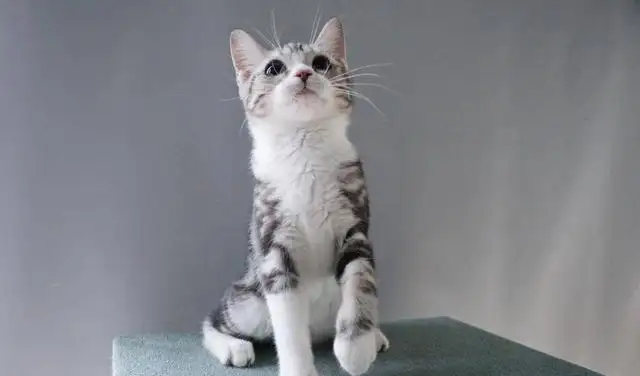 5万的猫是什么品种(价值5万的猫品种有啥)