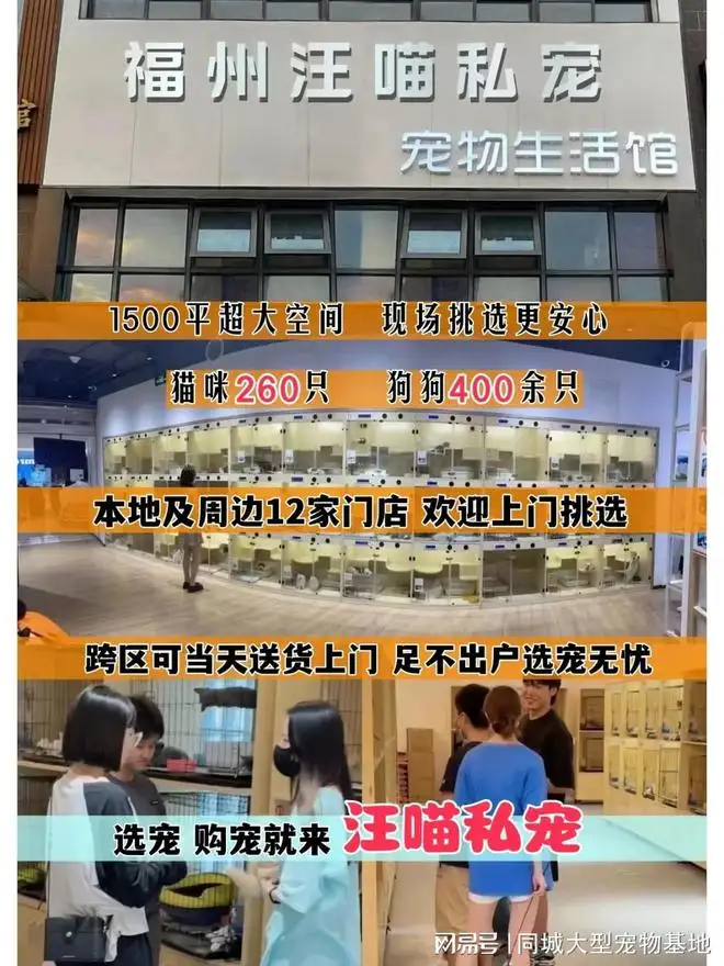 各类宠物猫价格(各类宠物猫价格排行榜)