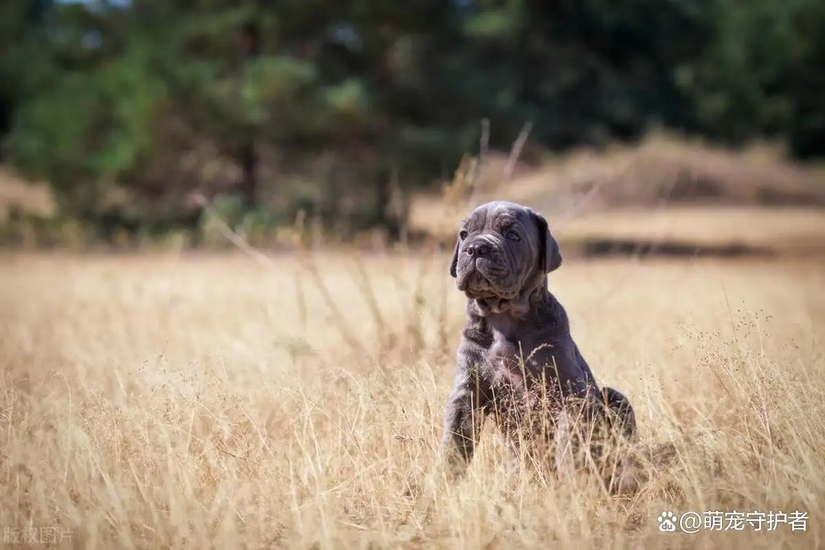 小型犬优缺点(小型犬优缺点排名)