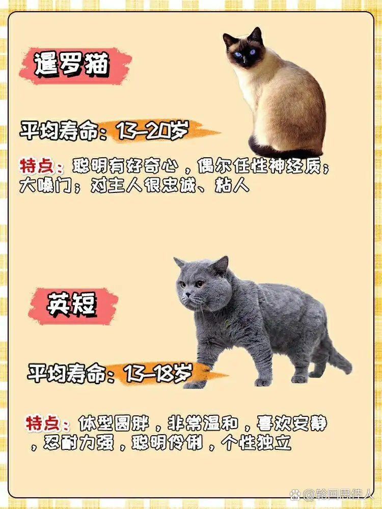 猫的寿命有好长(猫的寿命是多少年?猫的寿命有多长久?)