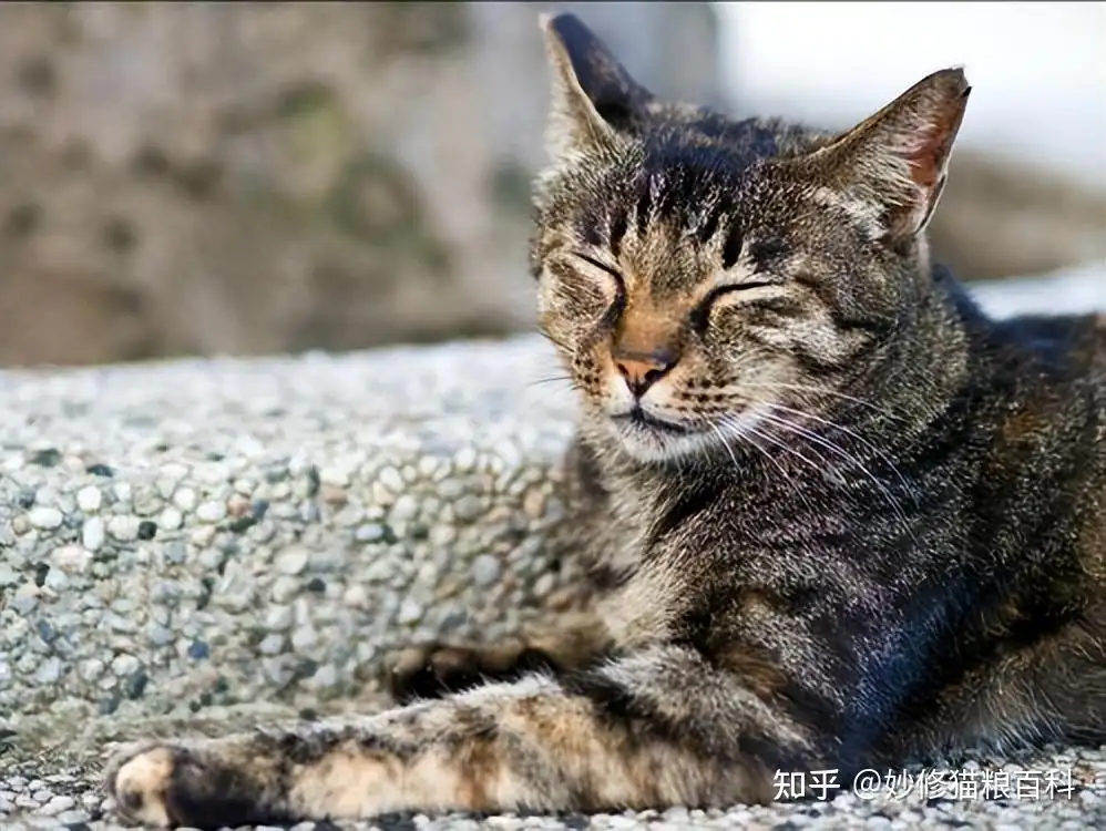 一只猫能活多少年(宠物猫的寿命最长能活多少年)