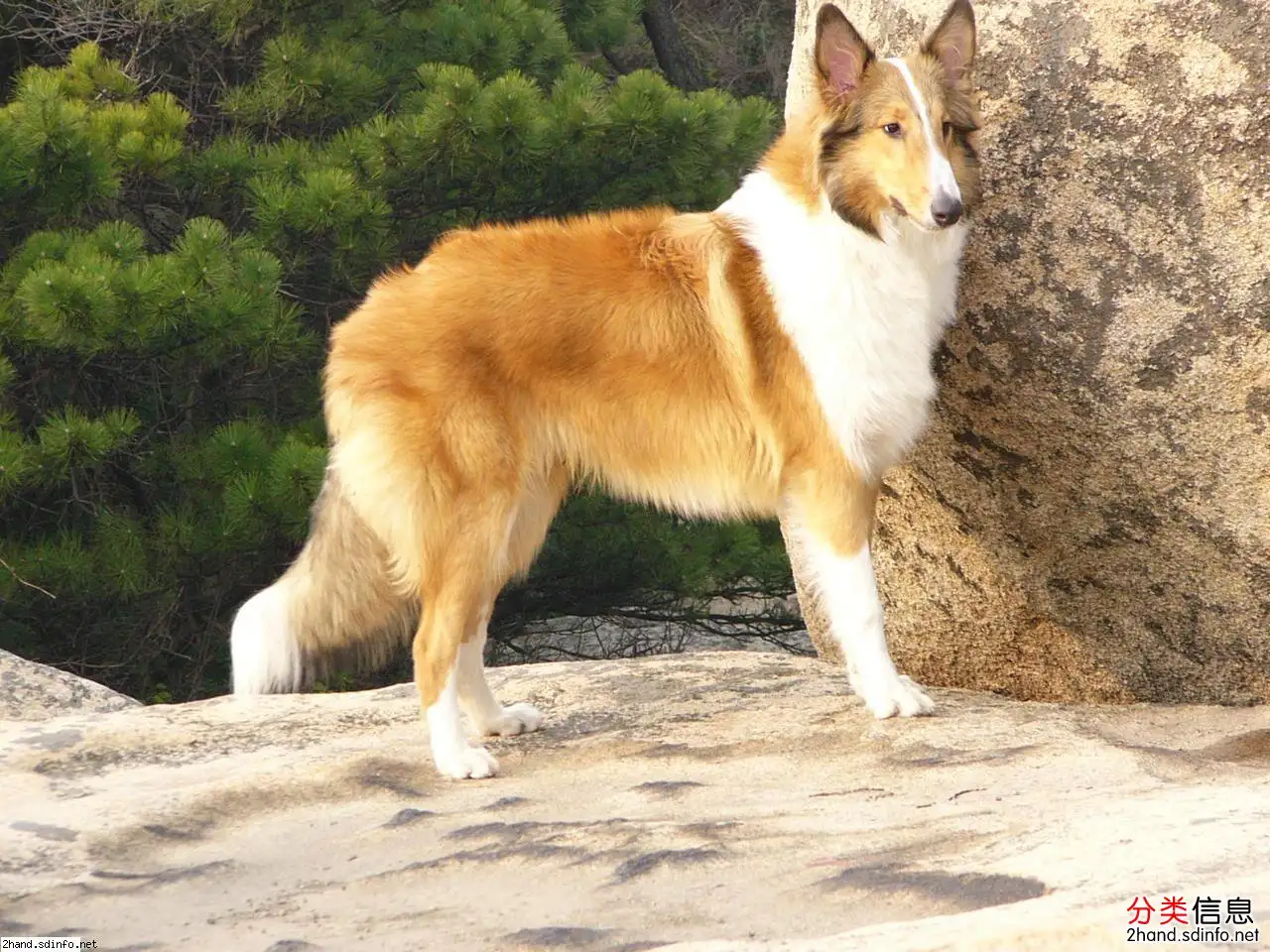 苏格兰牧羊犬一般多少钱(苏格兰牧羊犬多少钱一只三个月大)