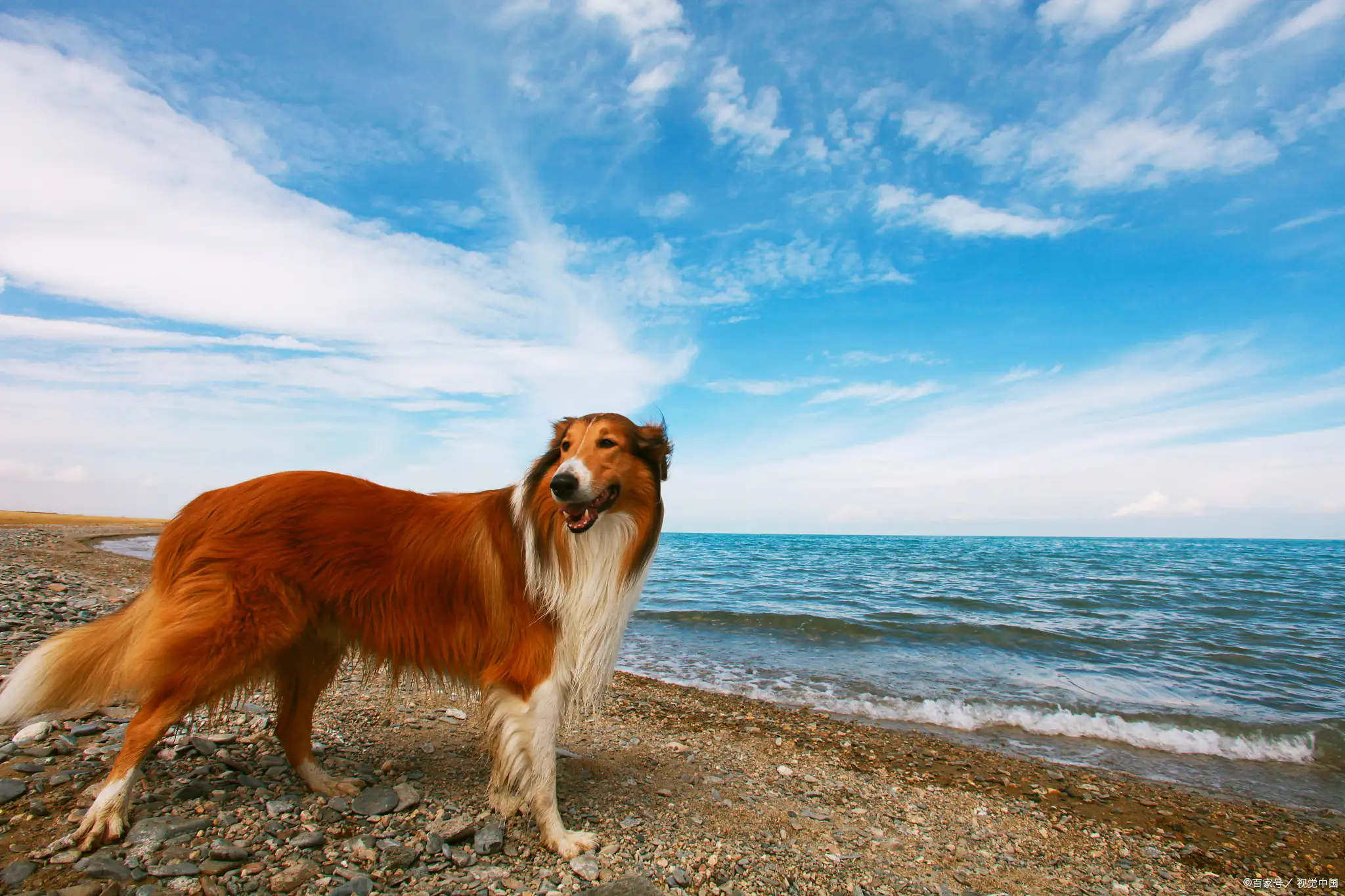 苏格兰牧羊犬一般多少钱(苏格兰牧羊犬多少钱一只三个月大)