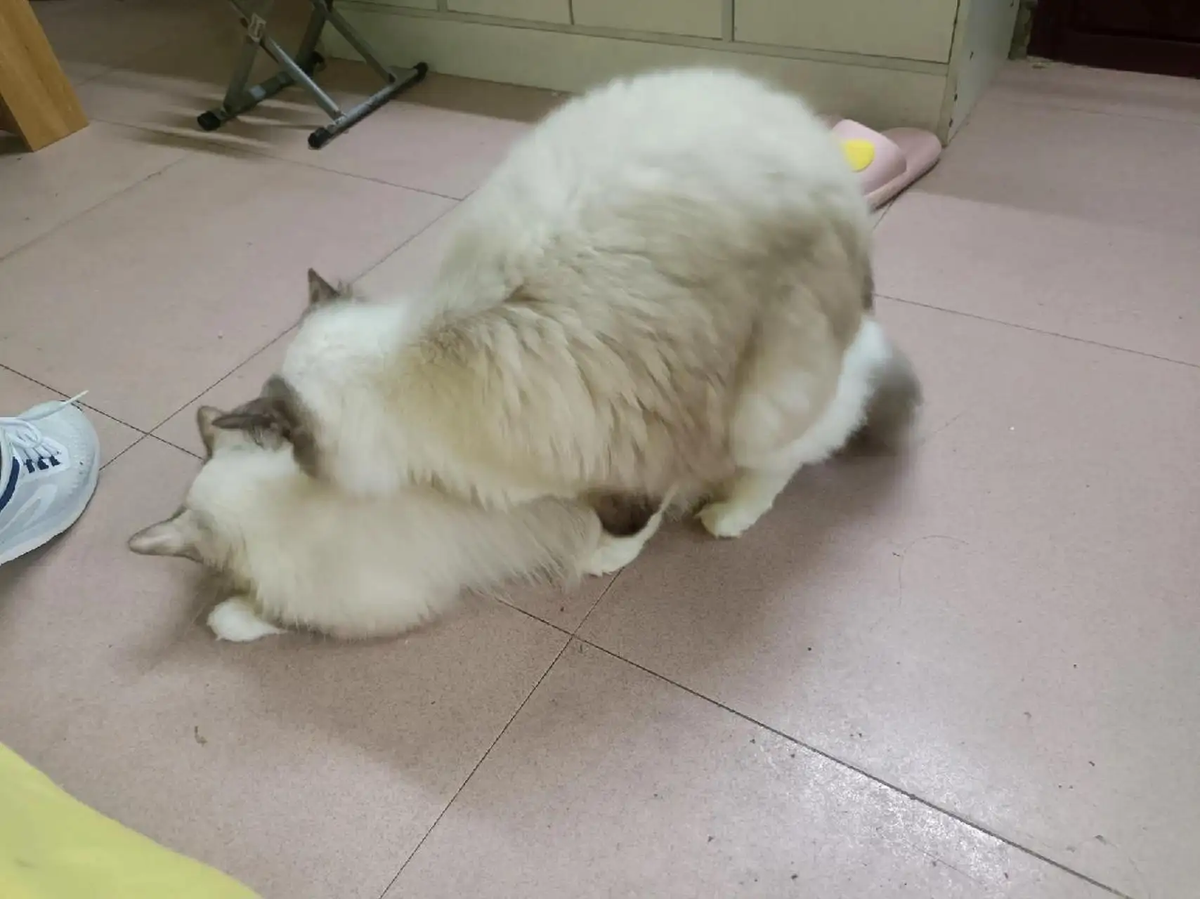公猫舔母猫屁股(怎么判断母猫是不是配了)