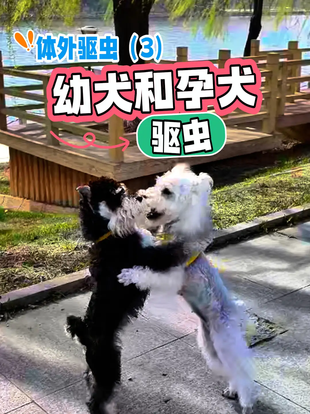 狗狗驱虫视频(如何给狗狗驱虫视频)