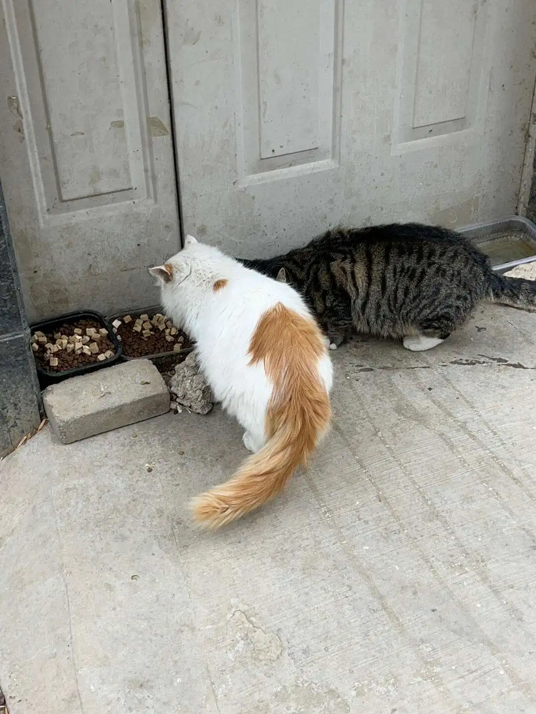 猫在(猫在末世废土种点田)