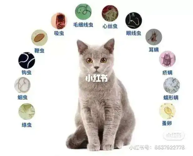 幼犬驱虫的不良反应(幼犬驱虫的不良反应有哪些)