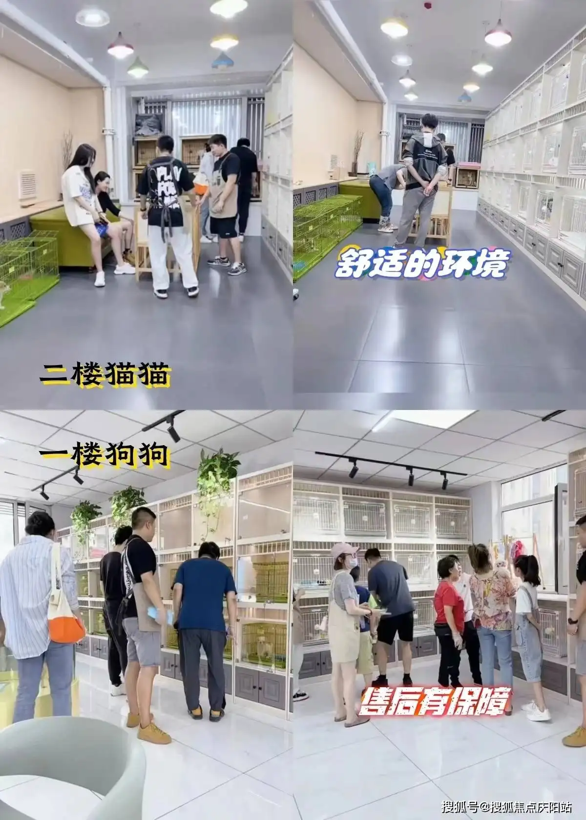 宠物店的猫一般多少钱一只(宠物店的猫一般多少钱一只啊)