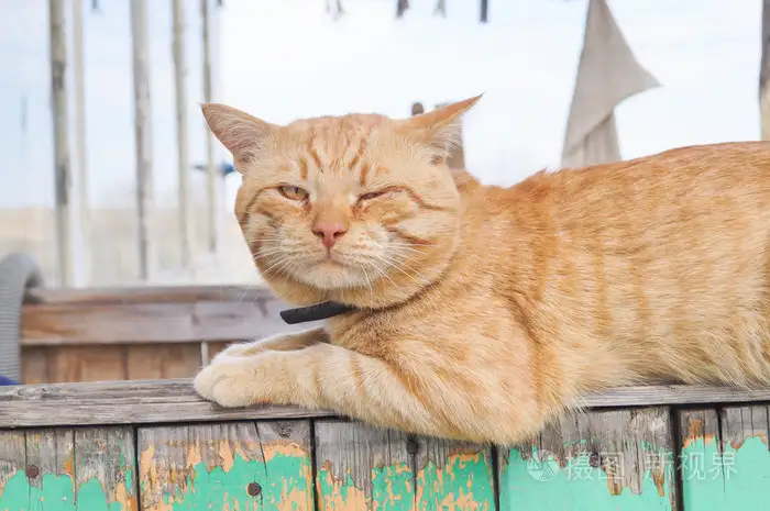 猫在(猫在末世废土种点田)
