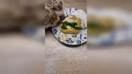 吃刺猬违法吗(吃刺猬会判刑吗)