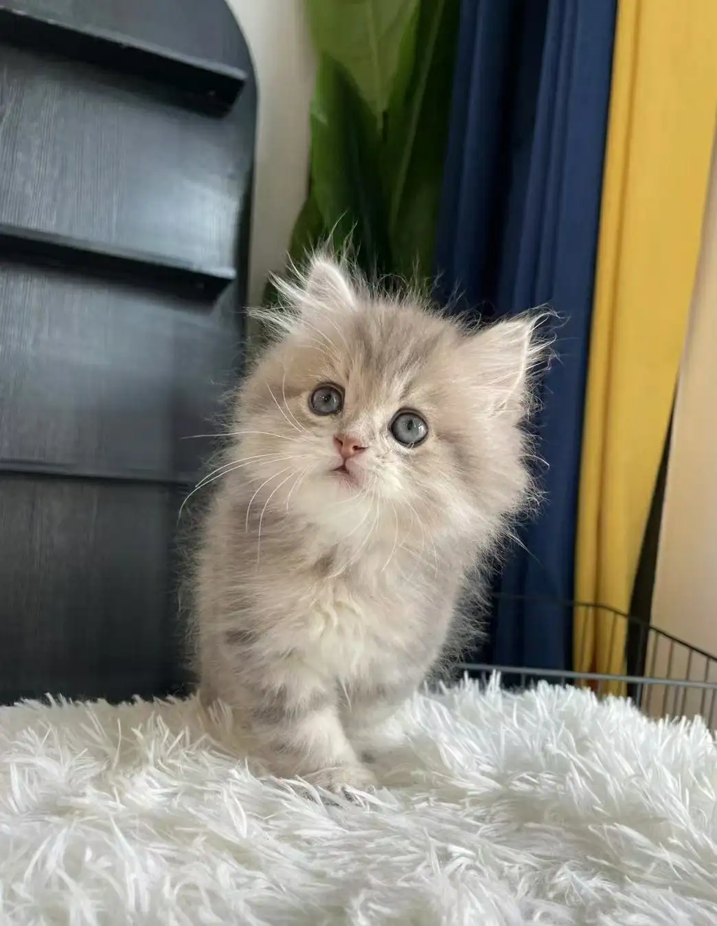矮脚暹罗猫多少钱(矮脚暹罗猫多少钱一只)
