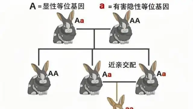 繁殖狗(繁殖狗狗应该怎样运营)
