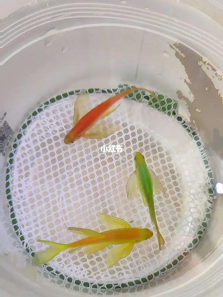 斑马鱼什么时候繁殖一次(斑马鱼什么时候繁殖一次最好)