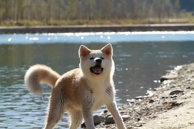 超大秋田犬(大型秋田犬能长多大)