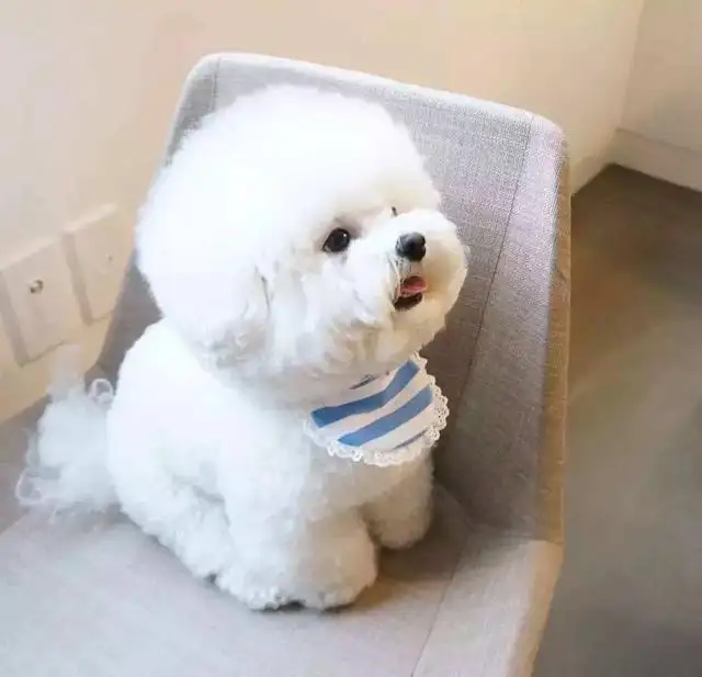 比熊适合什么人养(比熊犬适合家养吗有什么缺点?)