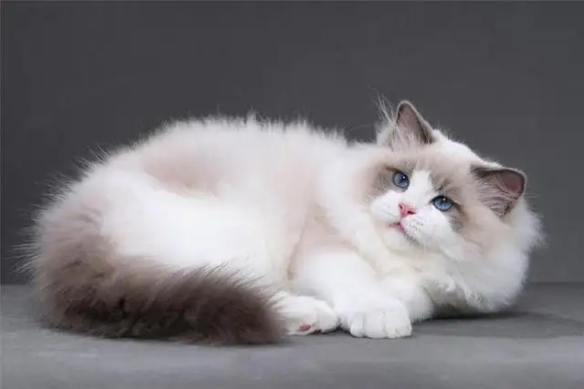 家养什么猫合适(家养什么猫合适冬天养)