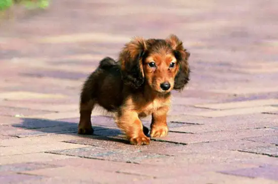 最适合楼房养的小型犬(适合楼房养的小型狗排名)
