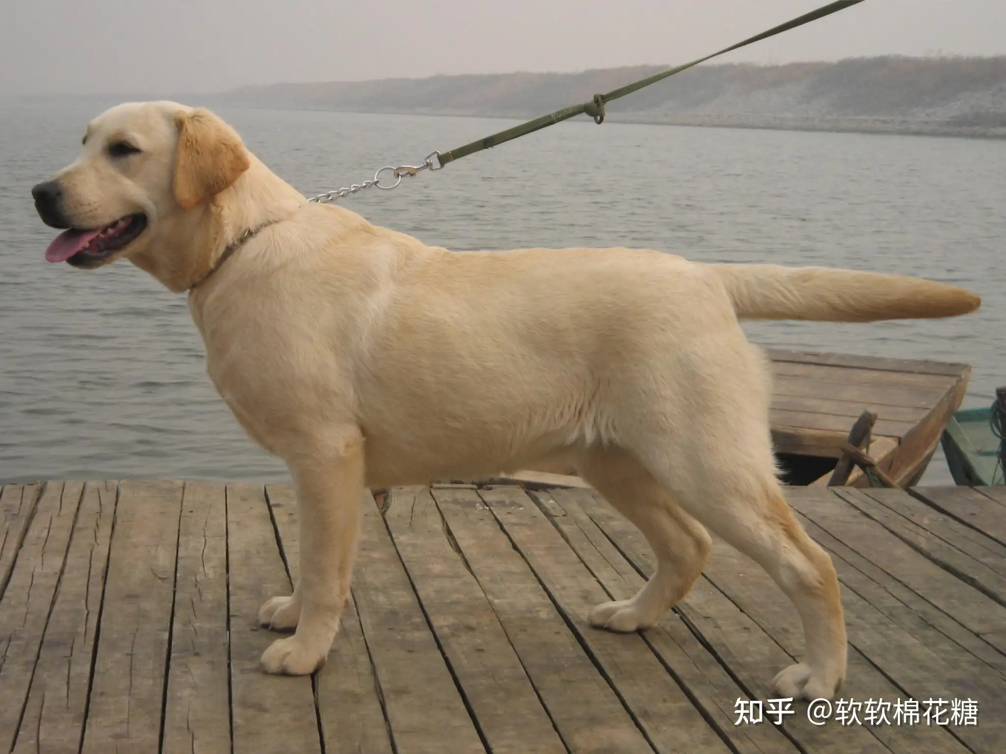 多布拉多狗长什么样(拉布拉多纯种和不纯图片)