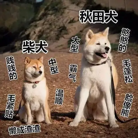 柴犬和秋田犬的合照(柴犬和秋田的主要特点及区别)