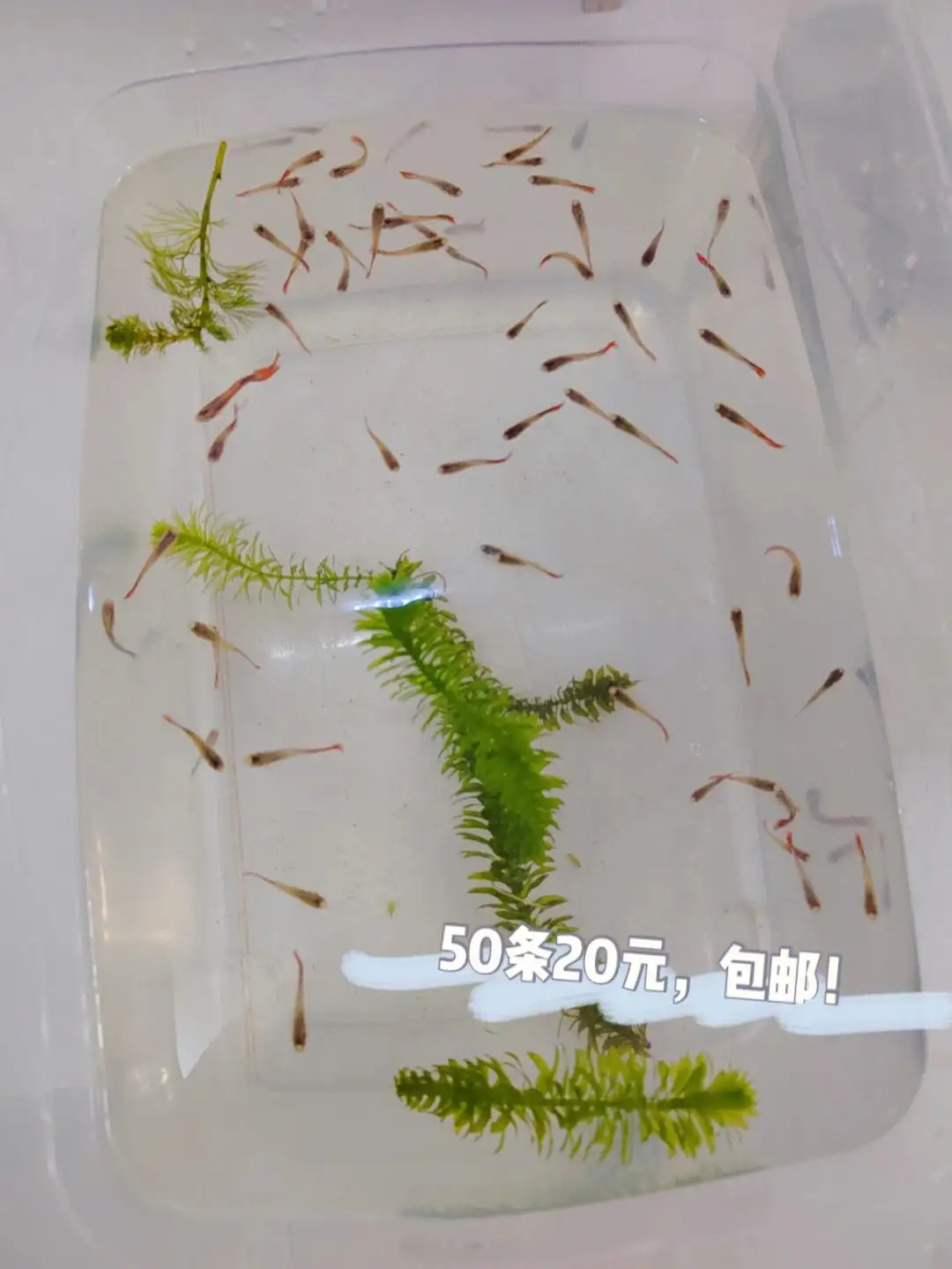 泡沫箱养孔雀鱼(泡沫箱养孔雀鱼需要过滤吗)