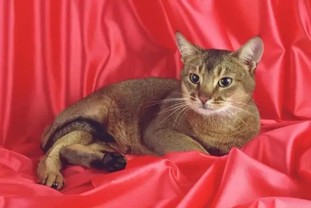 阿比西尼亚沙漠猫(阿比西尼亚猫大概多少钱一只)