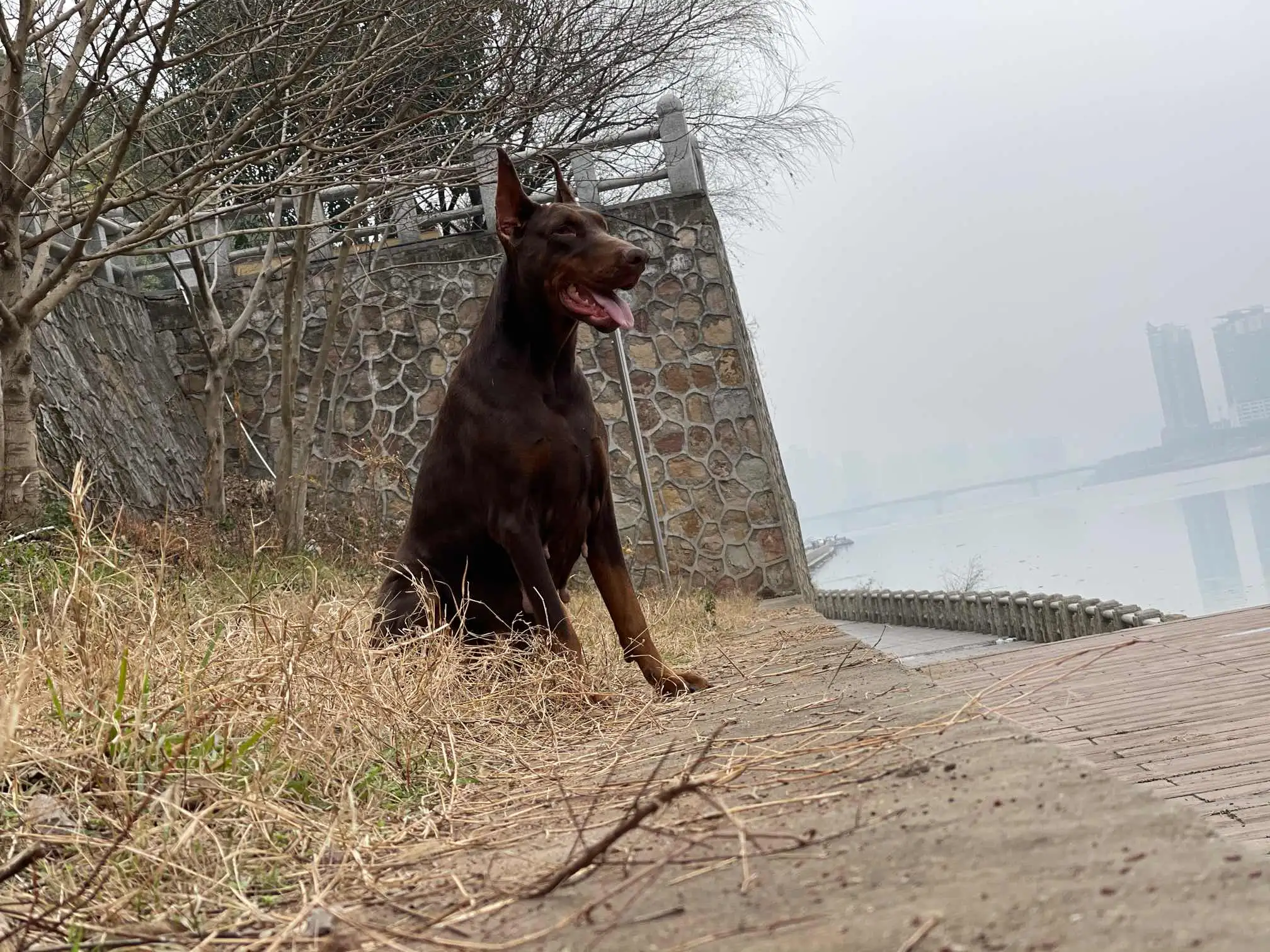 母杜宾犬(母杜宾犬多大可以配种)