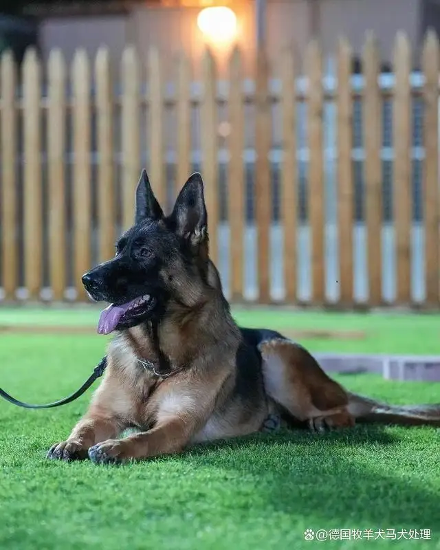 一只德国牧羊犬需要多少钱(一只德国牧羊犬多少钱人民币)