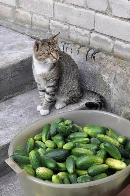 猫能吃生黄瓜吗(猫咪吃生黄瓜还是熟黄瓜?)