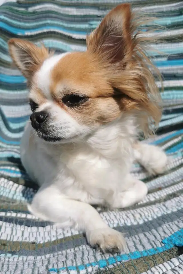 长毛小型犬有哪些品种(长毛小型犬有哪些品种及图片)