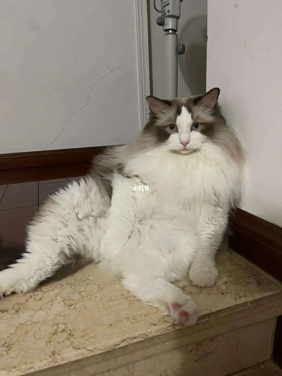 传腹猫打441(传腹猫打针疗程天数)