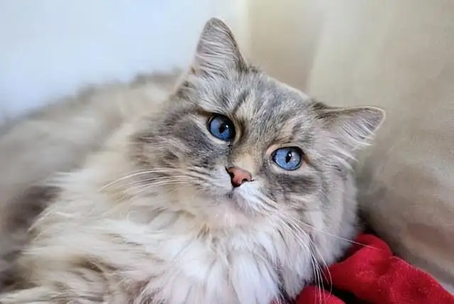 土耳其安哥拉猫多少钱一只白色(土耳其安哥拉猫多少钱一只白色幼猫)
