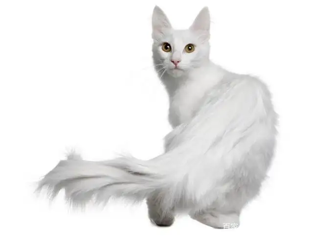 土耳其安哥拉猫的特点(土耳其安哥拉猫的特点和缺点)