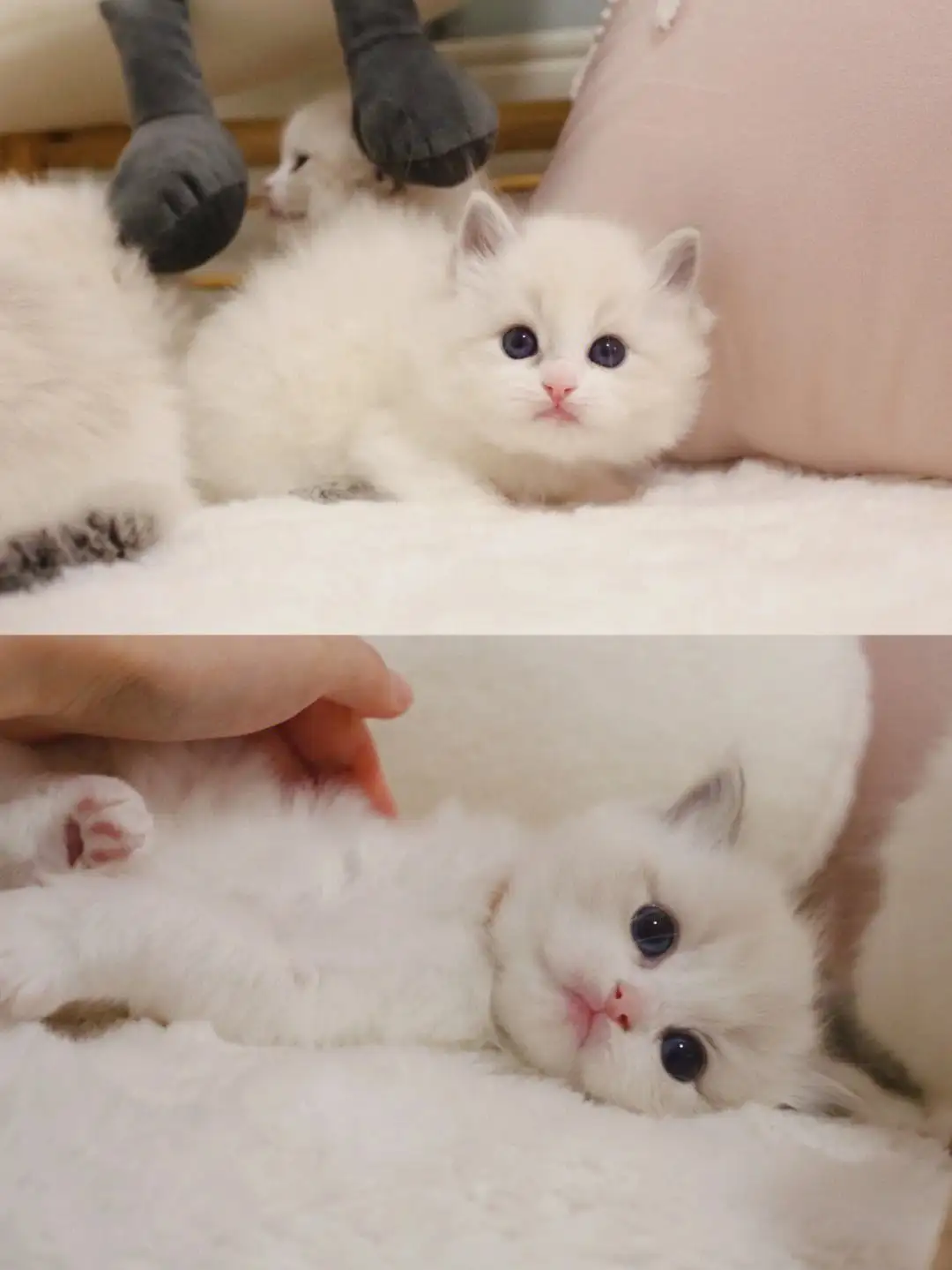 布偶猫一般多少钱一只幼崽(布偶猫多少钱一只幼崽市场价)