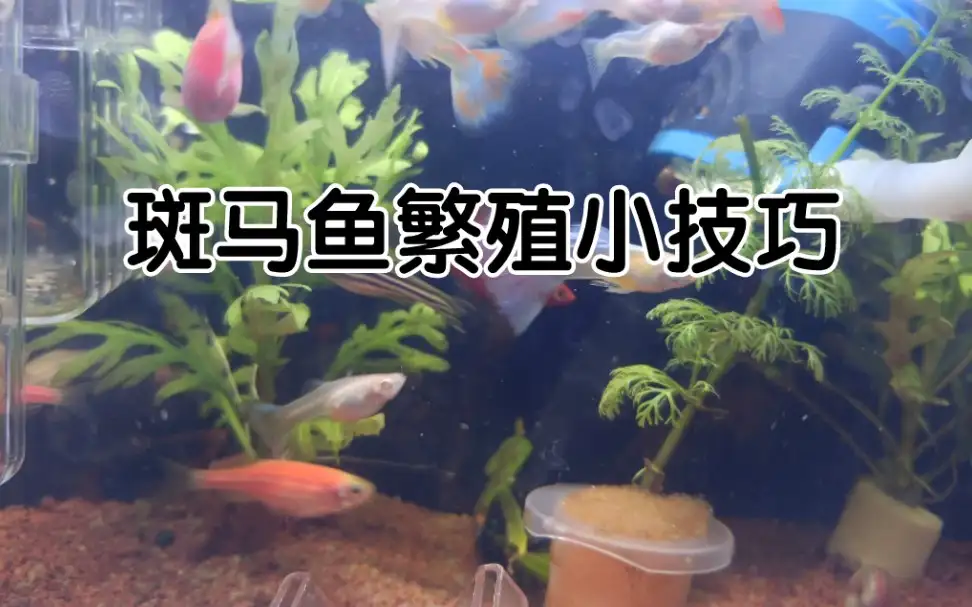 斑马鱼如何繁殖(斑马鱼如何繁殖后代)