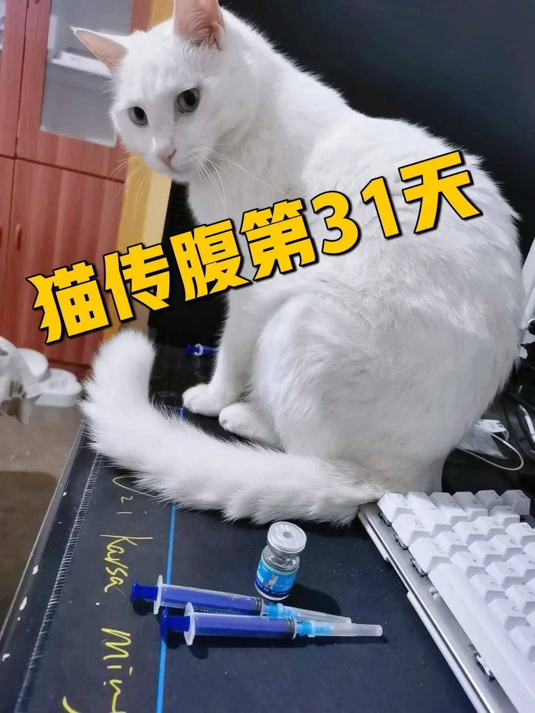 猫传腹治疗(猫传腹治疗多久)