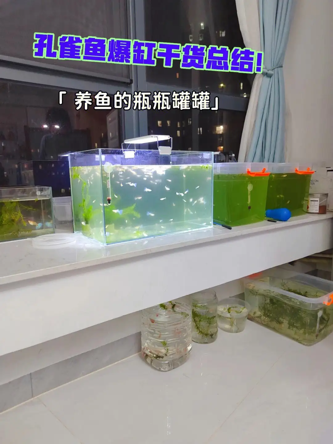 刚下的孔雀鱼怎么养(刚下的孔雀鱼如何喂养,卵黄没有完全消失)