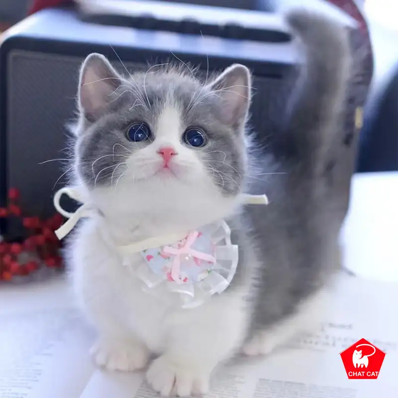 英国短毛猫小猫多少钱一只(英国短毛猫小猫多少钱一只啊)