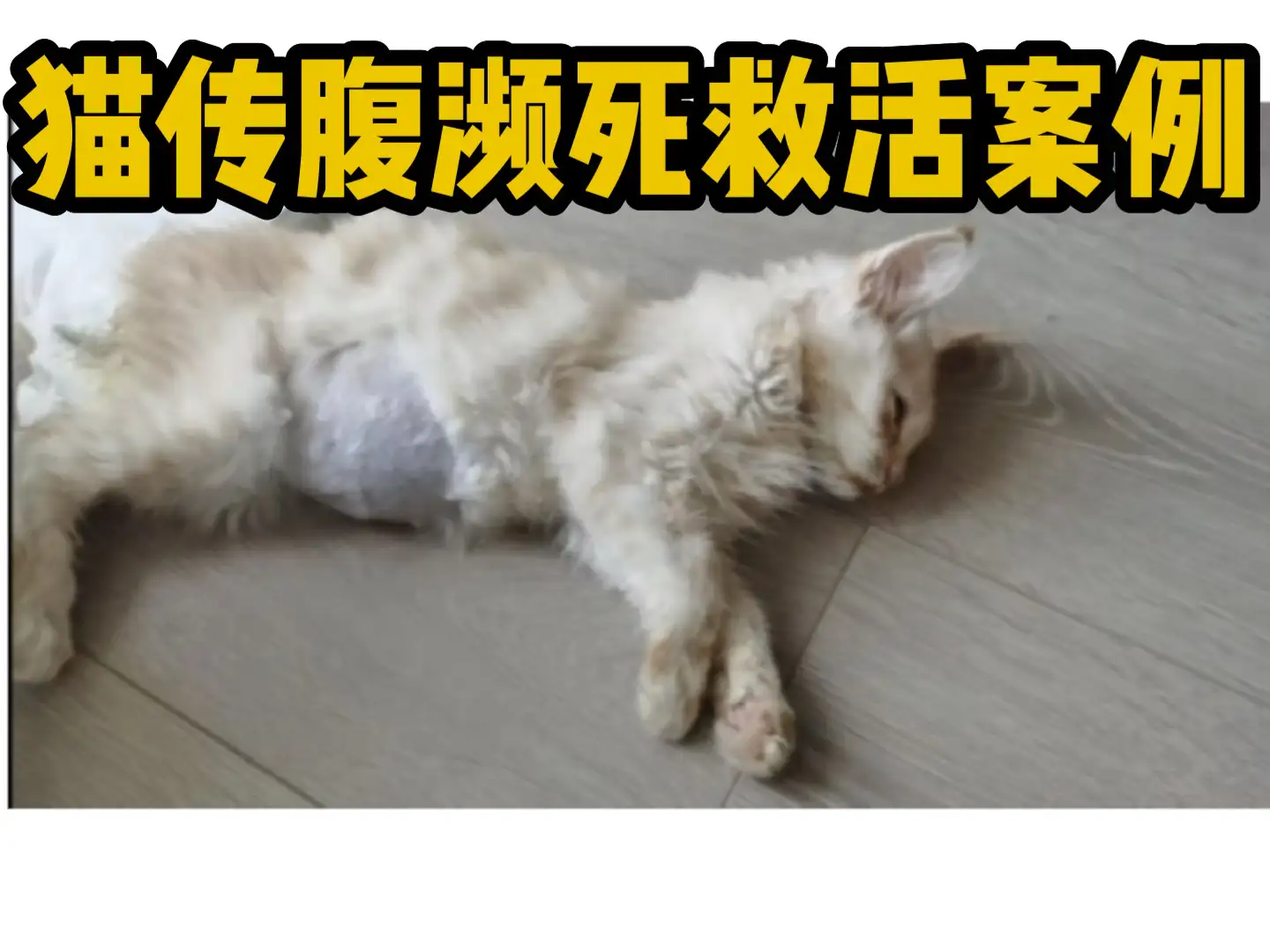 猫传腹治疗(猫传腹治疗多久)
