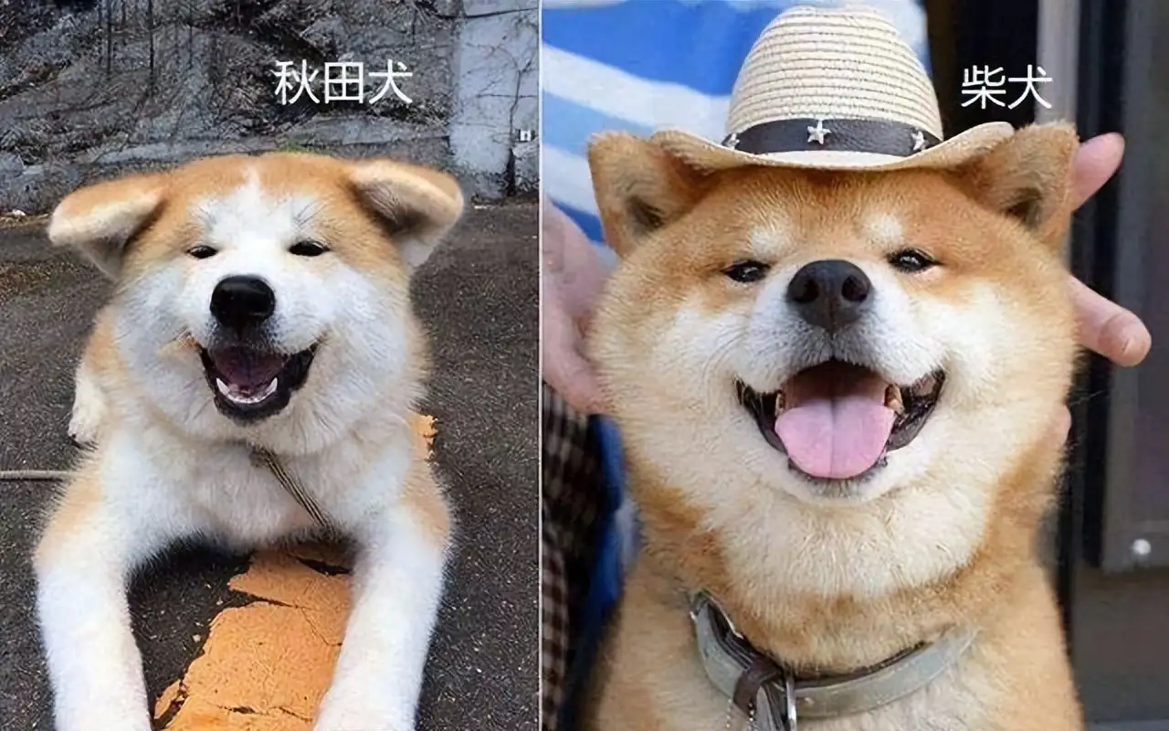 小型犬和中型犬的区别(小型犬和中型犬的区别是什么)